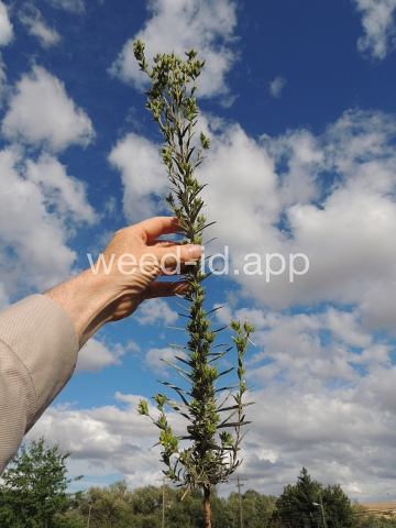 tarweed, cluster